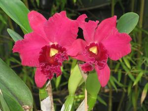 Rhyncholaeliocattleya Miya's Radiance