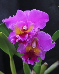 Rhyncholaeliocattleya Lucky Man