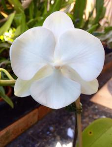 Phalaenopsis Younghome Princess