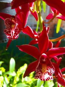 Cymbidium Ruby Eyes