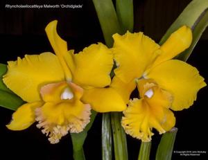 Rhyncholaeliocattleya Malworth