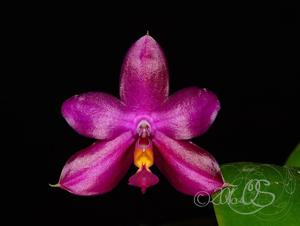 Phalaenopsis Yaphon Rich Woman