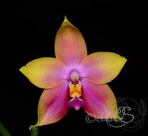 Phalaenopsis Zheng Min Cedar