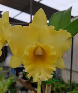 Rhyncholaeliocattleya Golden Canefields