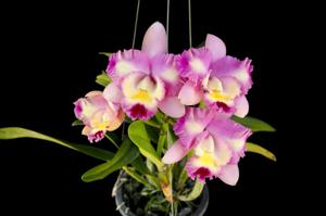 Cattleya Pink Spice