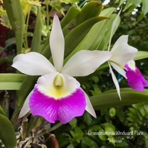 Brassocattleya Windward Flare
