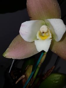 Lycaste Wyuna