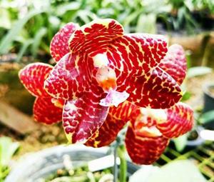 Phalaenopsis Red Jaguar