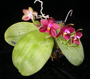 Phalaenopsis Sogo Kaiulani