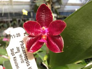 Phalaenopsis Pylo's Ruby Joey