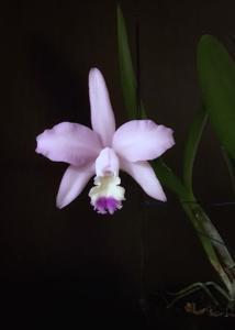 Cattleya Varut Bluestar