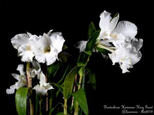 Dendrobium Hawaiian King