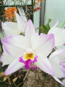 Laeliocatarthron Village Chief Parfum