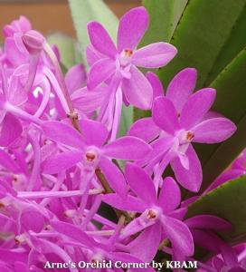 Vanda Cherry Blossom