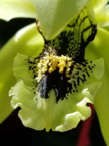 Coelogyne Burfordiense