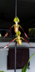 Paphiopedilum Julius