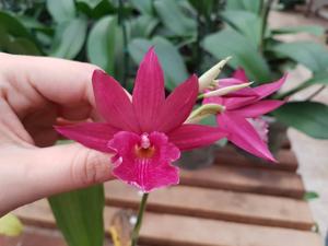 Phaiocalanthe Kryptonite