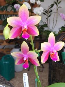 Phalaenopsis Sweet Memory