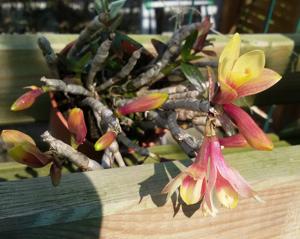 Dendrobium Flower Baby