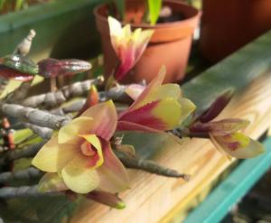 Dendrobium Flower Baby