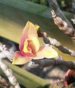 Dendrobium Flower Baby