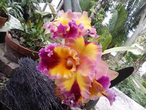 Rhyncholaeliocattleya Hawaiian Lightning