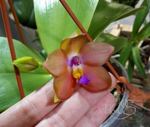 Phalaenopsis Zheng Min Lavender