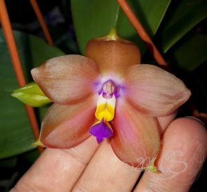 Phalaenopsis Zheng Min Lavender