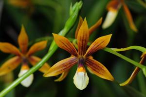 Prosthechea Holm's Aztec Orange