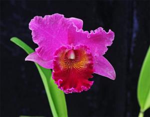 Cattleya Nigrella