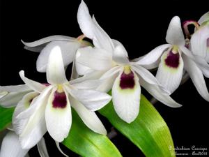 Dendrobium Cassiope