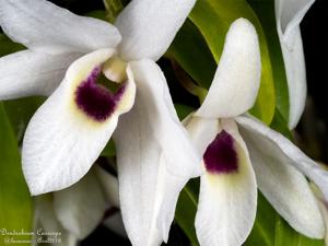 Dendrobium Cassiope