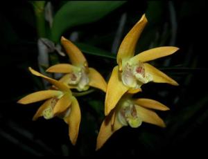 Dendrobium Tangeloats