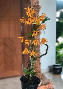 Dendrobium Chanthaboon Sunrise