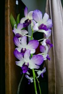 Dendrobium Aridang Blue