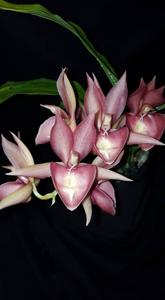 Catasetum Dreamboat