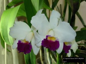 Cattleya Imperial Charm