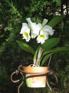 Cattleya Bob Betts