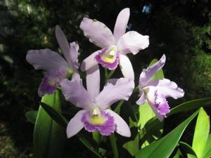 Cattlianthe Portia