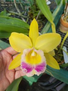 Rhyncholaeliocattleya Vicky Gold