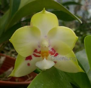 Phalaenopsis Chienlung Sweetheart