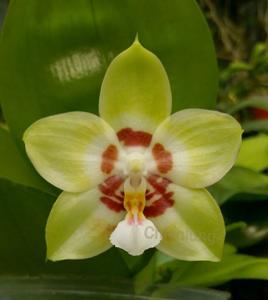 Phalaenopsis Chienlung Sweetheart