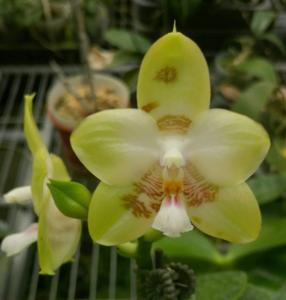 Phalaenopsis Chienlung Sweetheart