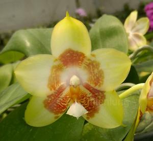 Phalaenopsis Chienlung Sweetheart