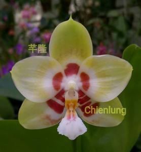 Phalaenopsis Chienlung Sweetheart