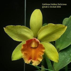 Rhyncholaeliocattleya Golden Delicious