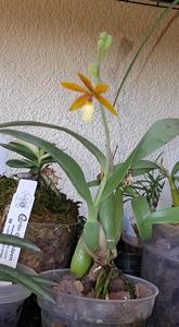 Prosthechea Holm's Aztec Orange