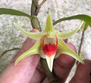 Dendrobium Peng Seng