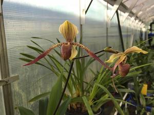 Paphiopedilum Es Low