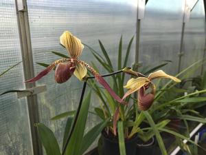 Paphiopedilum Es Low